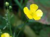 flower3.jpg