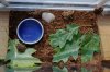PoA 4 Toads DSC01094.JPG