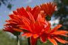 orange_gerbera_daisies1.jpg
