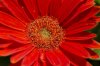 orange_gerbera_daisies2.jpg