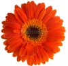 orange-gerbera-flower.jpg