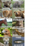 Animal Puns.png