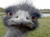 The Ostrich.jpg