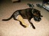 Sonny TPLO Day 1 small.jpg