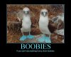 if-you-cant-say-anything-funny-show-boobies.jpg
