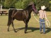 Urbana Horse Show 001.jpg