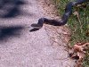 snake1.jpg