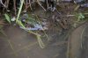frog1.jpg