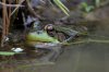 frog2.jpg