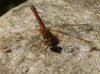 Dragonfly_1.jpg