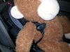 monkeyseatbelt.jpg