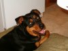 doglovesyou.jpeg doglovesyou.jpeg