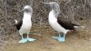 blue footed boobie.jpg blue footed boobie.jpg