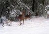 deer.jpg
