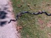 snake.jpg