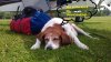 doggtired.jpg