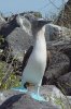 220px-Blue-footed_Booby_(Sula_nebouxii)_-one_leg_raised.jpg