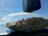 Bag of nuts 12000 feet Feb 27 2012.jpg