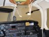 Bird Strike - 2 Nov 14 003 small.jpg