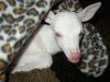 Albino1.jpg