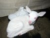 Albino2.jpg