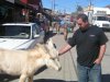 burro.JPG