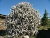 Elk Sheds.jpg
