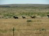 Wild Horses.jpg