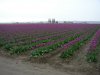 P1010020.JPG