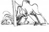 camelnose.jpg