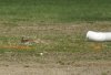 Killdeer563.jpg