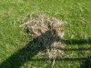 BBQ nest.jpg