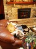 chris & dogs.jpg