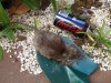 tasmanian mouse sm.JPG