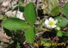 w-strawberry1763.jpg