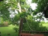 SycamoreWindDamage1Small.jpg
