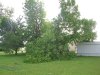 SycamoreWindDamage3Small.jpg