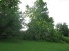SycamoreWindDamage4Small.jpg