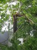 SycamoreWindDamage5Small.jpg