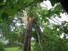 SycamoreWindDamage6Small.jpg