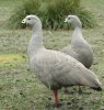 68 Cape Barren Geese.jpg