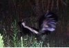 Skunk.jpg