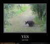 Yes the bear does.jpg