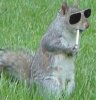 SquirrelSunglasses.jpg