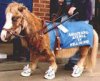 horse.jpe