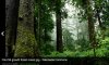 Old Growth Forest.jpg