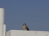 bird2.jpg