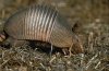 200px-Armadillo.jpg