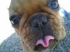 Bella's taco tongue.jpg