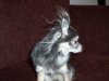 Bunny_static_electricity.jpg